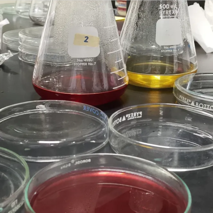 culture agar